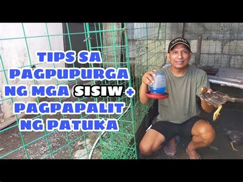 TIPS SA PAGPUPURGA NG MGA SISIW + PAGPAPALIT NG .